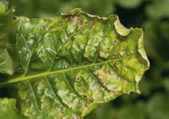 Jakie są objawy niedoboru magnezu i jak je rozpoznać w porę