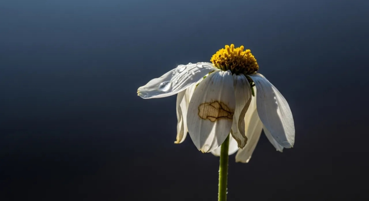 Skutki uboczne letrozolu: co musisz wiedzieć o ryzyku i objawach