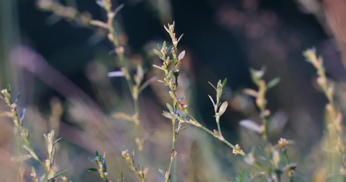 Skutki uboczne rdestu ptasiego - co musisz wiedzieć o zagrożeniach