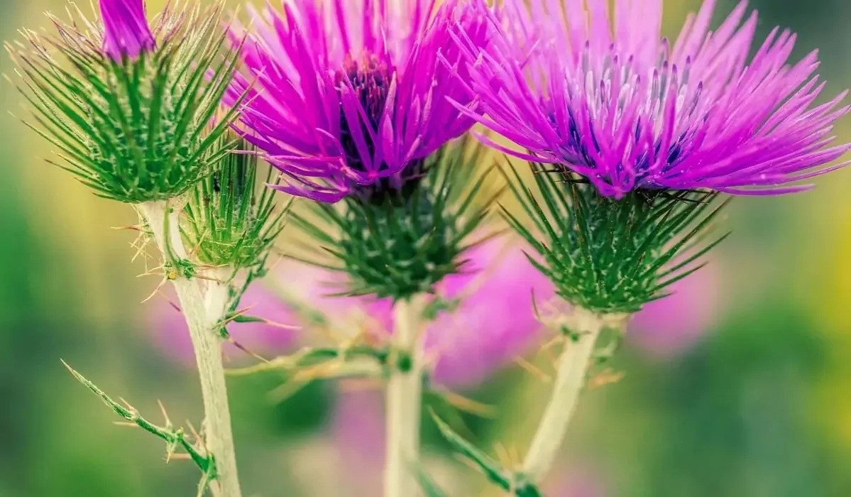 Jak zażywać ostropest plamisty, aby uniknąć skutków ubocznych?