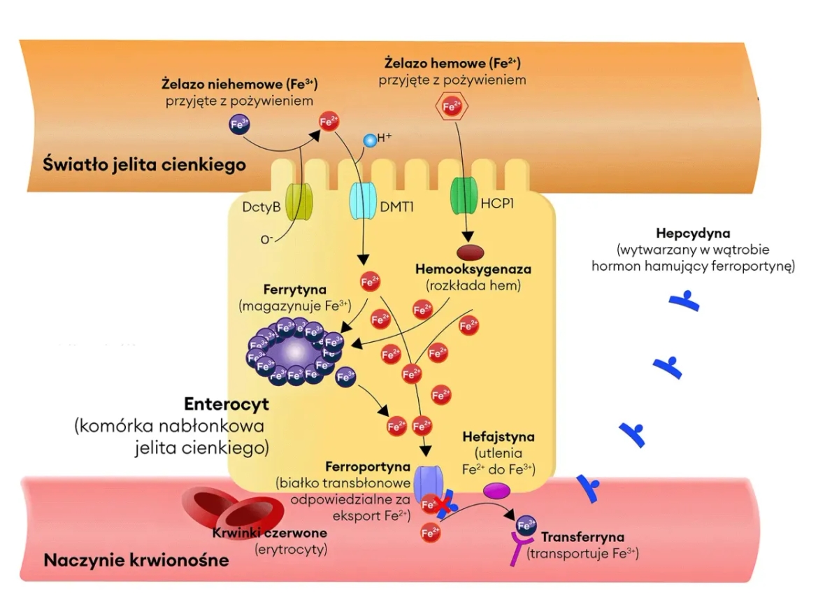 Podwyższony poziom żelaza w surowicy: przyczyny, objawy i leczenie